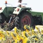 Hasadından yüksek verim bekleniyor